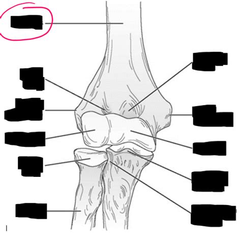ramble elbow trite *** olate quizlet|Elbow Anatomy Flashcards .